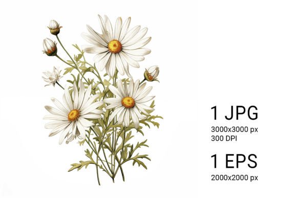 Download White Daisies on White Background - Round Collection