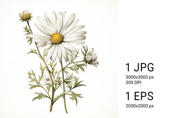Download White Daisies on White Background - Round Collection